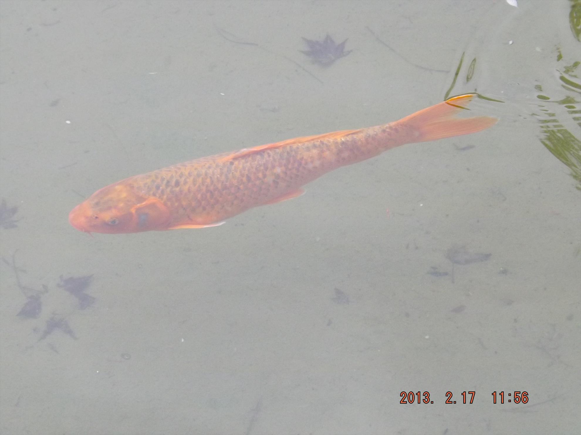 Crapi salbatici si alti pesti - dscf0172.jpg